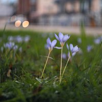 В последние хмурые дни придорожных крокусов. :: Анатолий Щербак