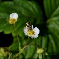 Любитель клубнички)) :: Татьяна Евдокимова