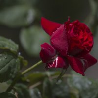 Умытая дождём :: Светлана Тихонина