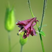 ***** :: Андроник Александр 