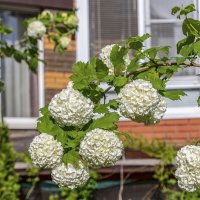 Французская калина :: Валерий Иванович Французская калина :: Валерий Иванович