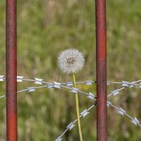 Вся жизнь за колючкой :: Валерий Иванович