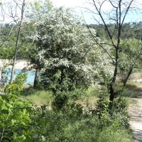 Куст боярышника :: Валентин Семчишин Куст боярышника :: Валентин Семчишин