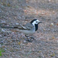Трясогузка :: Константин Анисимов