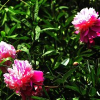 Пионы :: Юрий Гайворонскiий