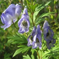 Аконит :: Anna Ivanova