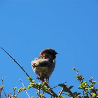 вариации на тему :: Елена Шаламова вариации на тему :: Елена Шаламова