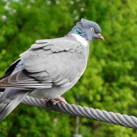 Вяхирь :: Рита Симонова