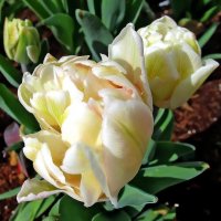 Тюльпаны - это дивные цветы... :: Ольга Довженко Тюльпаны - это дивные цветы... :: Ольга Довженко