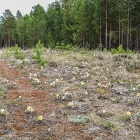 цветут первоцветы :: сергей 