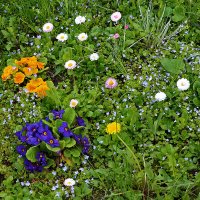 РазноЦветная полянка :: Светлана 