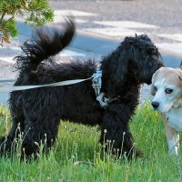 Пошепчу тебе на ушко (по секрету всему свету) :: Светлана Пошепчу тебе на ушко (по секрету всему свету) :: Светлана