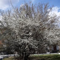 Это было недавно... :: Галина Минчук