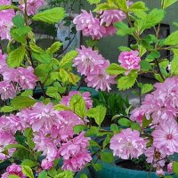 Это было недавно... :: Галина Минчук