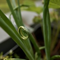 Не такой как все. :: Lucy Schneider 