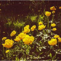 Купальницы ( дачные ) :: Валентин Котляров