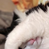 стесняшка :: ИРЭН@ .