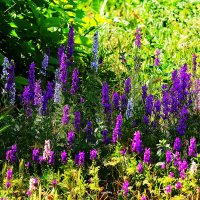 Цветовой ковёр :: Юрий Гайворонскiий Цветовой ковёр :: Юрий Гайворонскiий