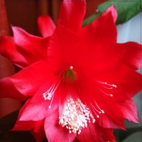 Аленький цветочек :: Татьяна Осипова(Deni2048)