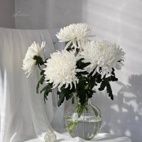 Утро свадебного дня. :: Галина Левина