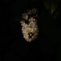 Черемуха :: Сергей Швечков