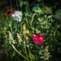 Тюльпан. :: Анатолий Нецепляев