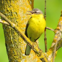 Утренняя песня :: Андрей Снегерёв