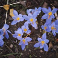 В последние хмурые дни придорожных крокусов. :: Анатолий Щербак