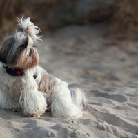 Гламурная барышня :: Андрей Николаевич Незнанов Гламурная барышня :: Андрей Николаевич Незнанов