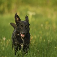 Восторг :: Максим Вышарь