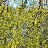 Золото березы :: Михаил Свиденцов