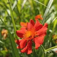 Почти лето :: Pippa 