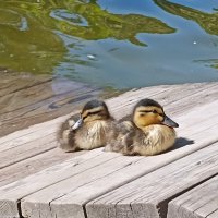 На солнышке :: Pippa На солнышке :: Pippa