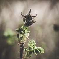 око :: Iulia Efremova