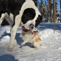 ...Две-ее звезды!Две-ее светлых повести!:)) :: Рудаков Сергей 