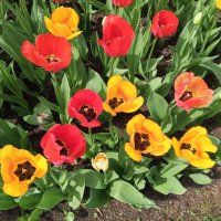 Тюльпаны :: Сапсан 