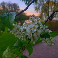 Черёмуха :: Сапсан 