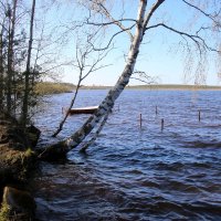 Токсово :: Наталья Герасимова