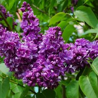 Весны цветение :: Ольга 