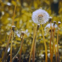 *** :: Виктор Иванович Чернюк