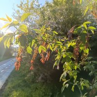 весной :: Галина R...