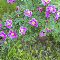 Шиповник цветёт :: Валерий Иванович Шиповник цветёт :: Валерий Иванович