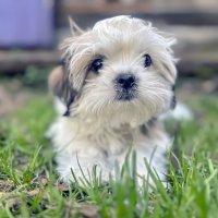 Пущистик не только одуванчик :: Дмитрий Иванов