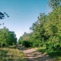 Походная дорожка. :: Андрей Хлопонин