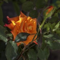 Оранжевая роза Флорибунда :: Валентин Семчишин Оранжевая роза Флорибунда :: Валентин Семчишин