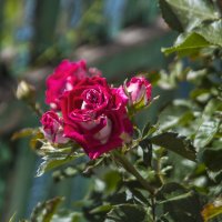 Алая  роза :: Валентин Семчишин