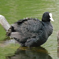 Лысуха :: Лина 