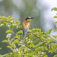 золотистые щурки :: юрий макаров