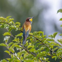 золотистые щурки :: юрий макаров