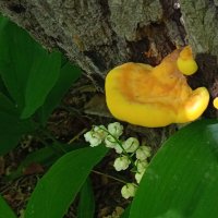 лесное :: Елена Шаламова лесное :: Елена Шаламова